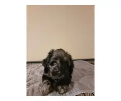 5 Playful Cockapoo puppies for sale