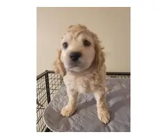 5 Playful Cockapoo puppies for sale - 2