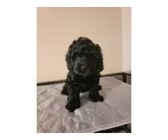 5 Playful Cockapoo puppies for sale - 3