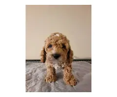 5 Playful Cockapoo puppies for sale - 4