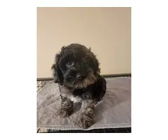 5 Playful Cockapoo puppies for sale - 5