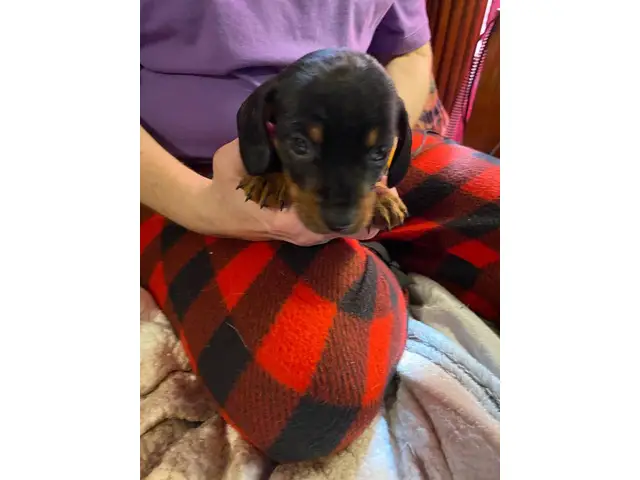 3 Chiweenie puppies looking for a good home - 3/14