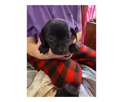 3 Chiweenie puppies looking for a good home - 5