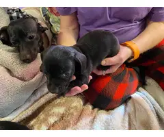 3 Chiweenie puppies looking for a good home - 6