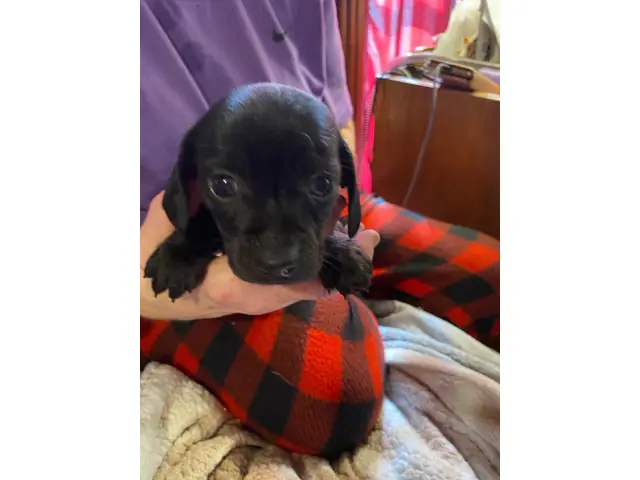 3 Chiweenie puppies looking for a good home - 7/14