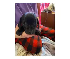 3 Chiweenie puppies looking for a good home - 7