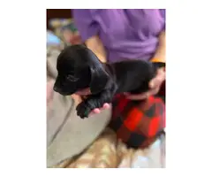 3 Chiweenie puppies looking for a good home - 11
