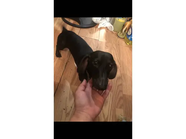 3 Chiweenie puppies looking for a good home - 14/14