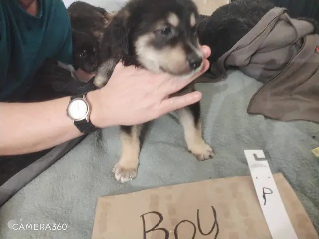5 Goberian puppies needing a new home