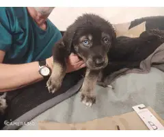 5 Goberian puppies needing a new home - 3