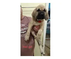 Fawn and Apricot Mastiff puppies for sale