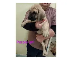 Fawn and Apricot Mastiff puppies for sale - 2