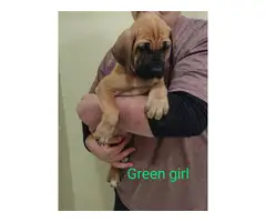 Fawn and Apricot Mastiff puppies for sale - 3