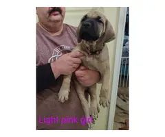 Fawn and Apricot Mastiff puppies for sale - 4