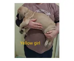 Fawn and Apricot Mastiff puppies for sale - 5