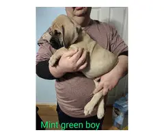 Fawn and Apricot Mastiff puppies for sale - 6