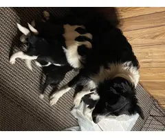 Fullblooded Border Collies
