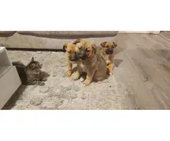 3 adorable German shepherd/boxer mix puppies