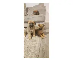 3 adorable German shepherd/boxer mix puppies