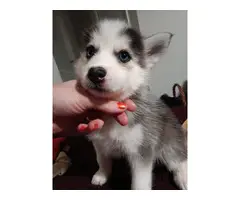 4 adorable fun-loving pomsky puppies - 5