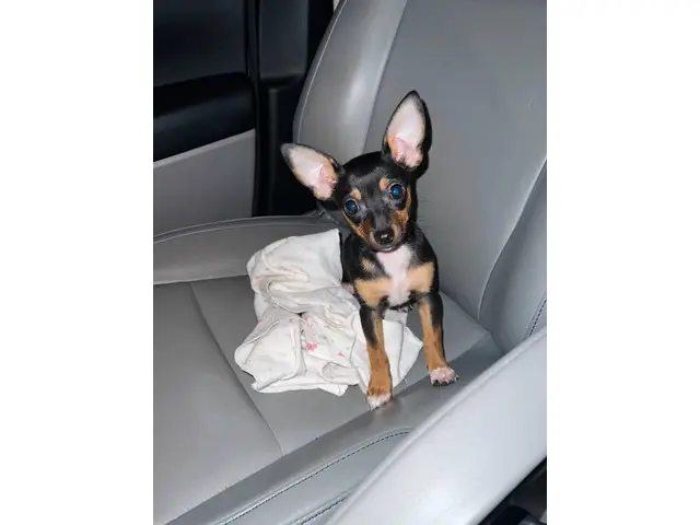 3 month old male chihuahua - 1/2