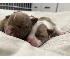 Exotic bully puppies for adoption - 3