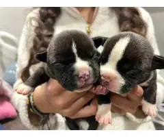 Exotic bully puppies for adoption - 4