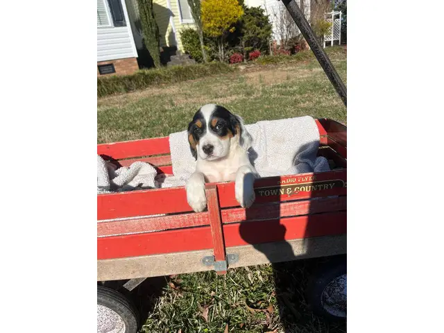 2 females and 6 males Full blooded English setters - 2/8