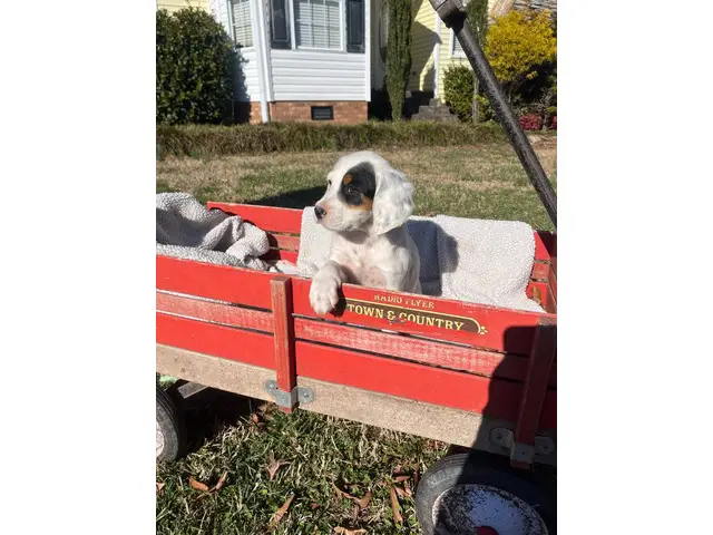 2 females and 6 males Full blooded English setters - 6/8