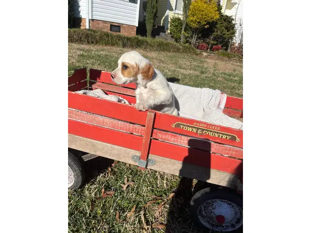 2 females and 6 males Full blooded English setters - 8/8