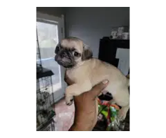 3 male Pug puppies Available