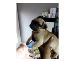 3 male Pug puppies Available - 2