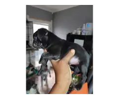 3 male Pug puppies Available - 4
