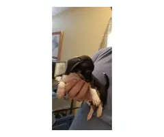 Chihuahua Doberman Mix Puppies