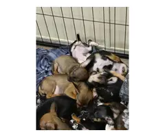 Chihuahua Doberman Mix Puppies