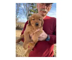 6 AKC Golden Retriever Puppies for Sale