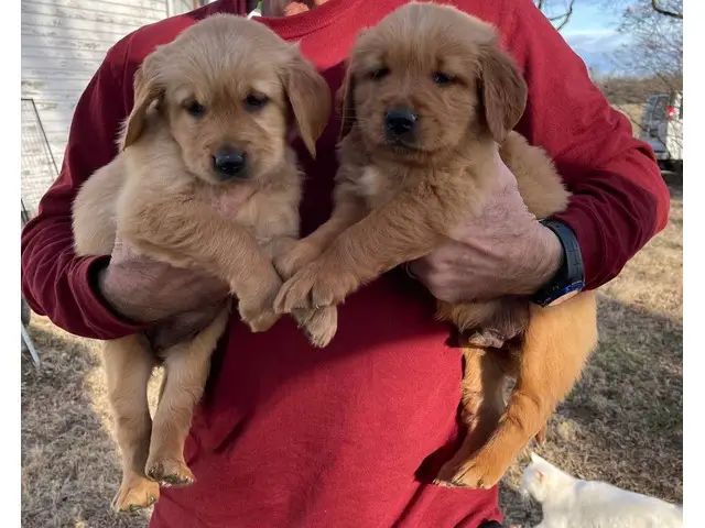 6 AKC Golden Retriever Puppies for Sale - 4/7