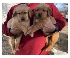 6 AKC Golden Retriever Puppies for Sale - 4
