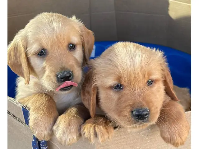 6 AKC Golden Retriever Puppies for Sale - 5/7