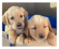 6 AKC Golden Retriever Puppies for Sale - 5