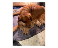6 AKC Golden Retriever Puppies for Sale - 6
