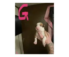Male and female purebred pit bull puppies for sale
