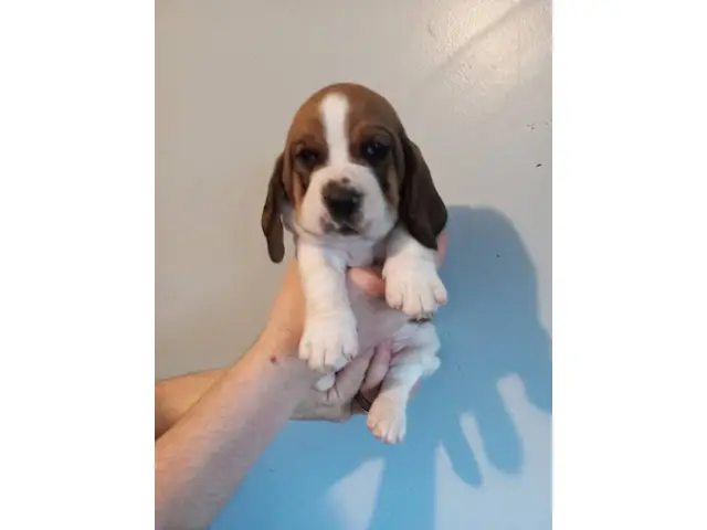 Three Basset Hound puppies for adoption - 3/6