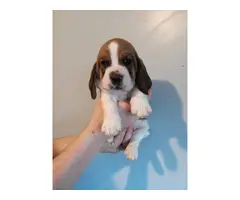 Three Basset Hound puppies for adoption - 3