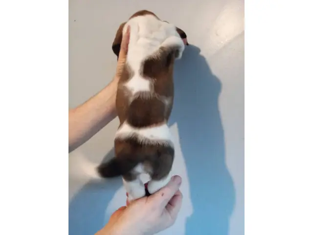 Three Basset Hound puppies for adoption - 4/6