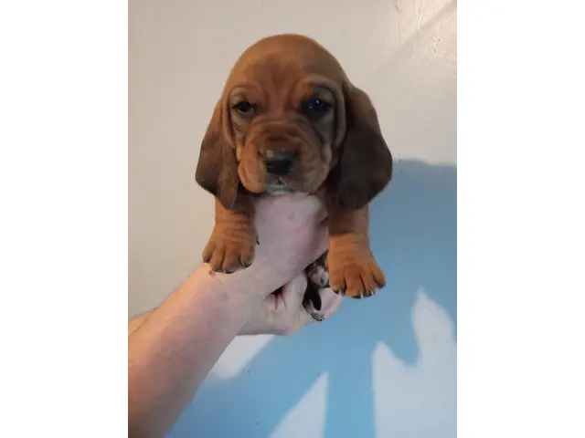 Three Basset Hound puppies for adoption - 5/6