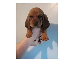 Three Basset Hound puppies for adoption - 5