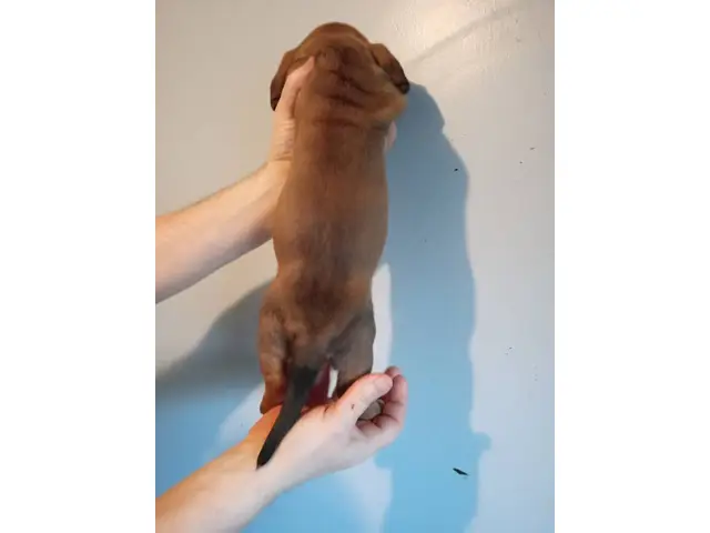 Three Basset Hound puppies for adoption - 6/6