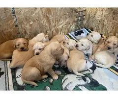 Gorgeous Golden retriever puppies