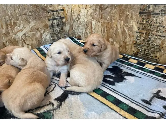 Gorgeous Golden retriever puppies - 2/3